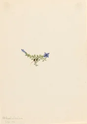 Gentian Gentiana prostrata, 1916.