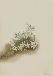 Moha rózsaszín (Phlox subulate)