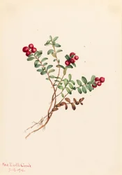 Hegyi áfonya (Vaccinium vitisdaea minus)
