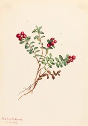 Hegyi áfonya Vaccinium vitisdaea minus, 1916.