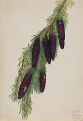 Hemlock Tsuga mertensiana, 1923.