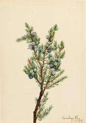 Hegyi boróka (Juniperus sibirica)