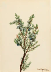 Hegyi boróka Juniperus sibirica, 1917.