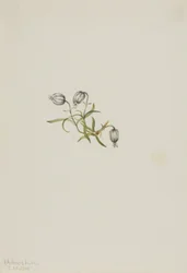 Bóbiskoló Táborvirág (Lychnis apetala)
