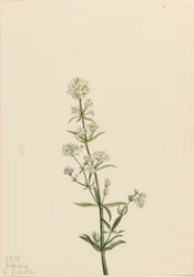 Északi szalmagyopár (Galium boreale)