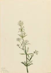 Northern Bedstraw Galium boreale, 1922.