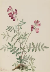 Északi Hedysarum (Hedysarum boreale)