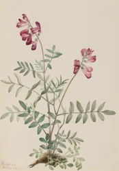Northern Hedysarum Hedysarum boreale, 1916