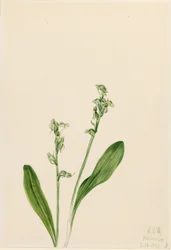 Egylevelű mocsári orchidea (Habenaria obtusata)