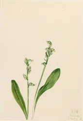 Egylevelű-láporchidea Habenaria obtusata, 1922