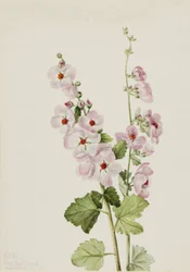 Narancsszemű globemallow Sphaeralcea davidsonii, 1926