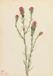 Bagoly-lóhere (Orthocarpus tenuifolius)