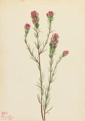Bagolylóhere Orthocarpus tenuifolius, 1923.