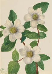 Pacific Dogwood Cornus nuttallii, 1933