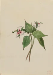 Festett Trillium (Trillium undulatum)