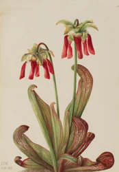 Sarracenia psittacina papagájkancsó, 1925.