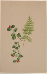 Fürtösbogár (Mitchella repens)