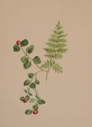 Partridgeberry Mitchella repens, kb. 1883.