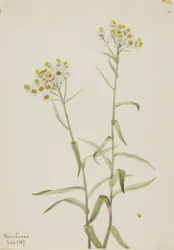 Gyöngyvirág (Anaphalis margaritacea)