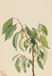 Fagyöngy (Diospyros virginiana)