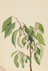 Datolyaszilva Diospyros virginiana, 1932.