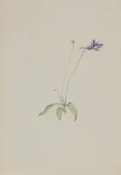 Pinguicula vulgaris, kb. 1930-as évek eleje.