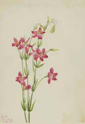 Rózsaszín Centaurium (Centaurium venustum)