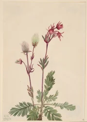 Prérifüst (Sieversia ciliata)
