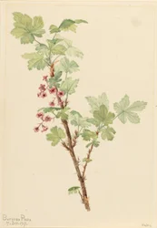 Tüskés ribizli (Ribes lacustre)