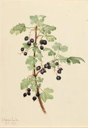 Tüskés ribizli Ribes tó, 1919.