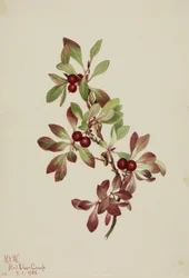 Túzokbogyó (Arctous alpina)