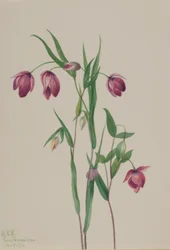 Bíbor Tündérlámpás (Calochortus anoenum)