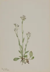 Macskatalpak (Antennaria racemosa)