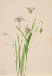 Macskafülek, Calochortus elegans, 1923.