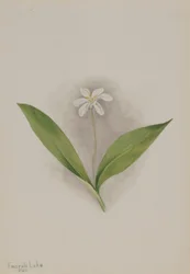 Királynővirág (Clintonia uniflora)