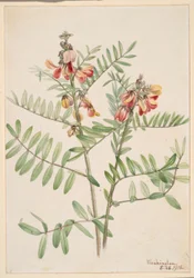 Nyúlbab (Cracca virginiana)