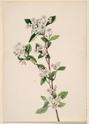 Red Chokeberry Aronia arbutifolia, kb. 1920-as évek.