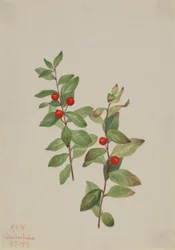 Vörös komandra (Comandra livida)
