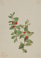 Vörös Comandra Comandra livida, 1919.