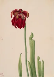 Vörös kancsó Sarracenia jonesii, 1930.