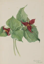 Vörös Trillium (Trillium erectum)