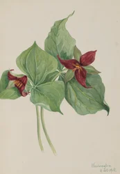 Vörös trillium A trilliumot 1918-ban építették