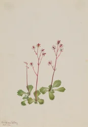 Vörös szárú kőtörőfű (Saxifraga lyallii)