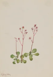 Redstem Saxifrage Saxifraga lyallii, 1916.