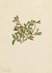 Sziklafűz (Salix petrophila)