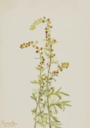 Sziklaüröm Artemisia elszíneződés, 1917.