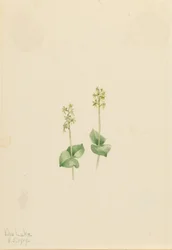 Sziklás-hegységi Twayblade (Ophrys necrophylla)