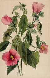 Rózsa Gentian (Sabbatia angularis)