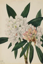 Rózsabokor Rhododendron (Rhododendron maximum)
