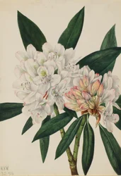 Rosebay Rhododendron Rhododendron maximum, 1926.